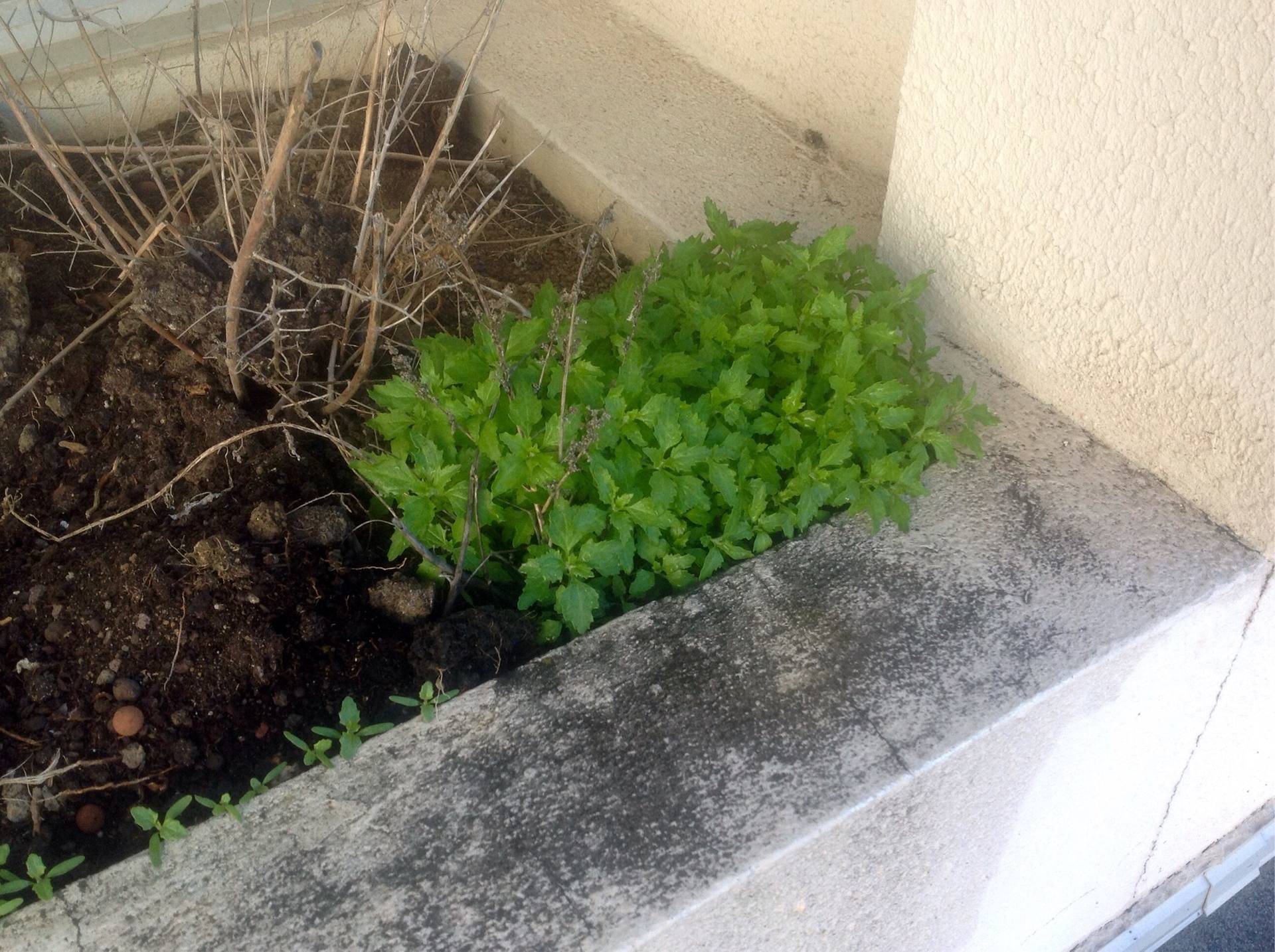 Plante verte apparue dans un bac sans culture connue.