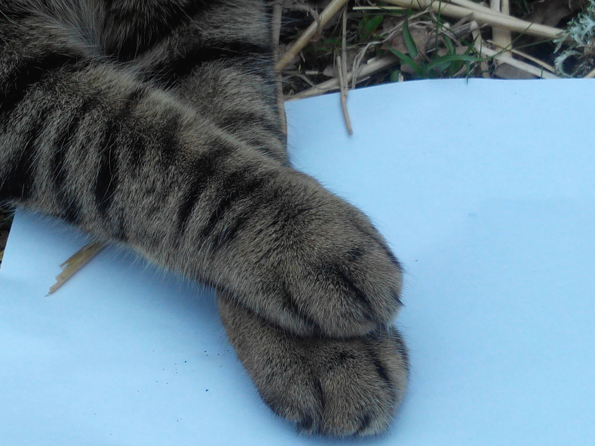 les papattes de mon assistant bien décidé à m'aider!