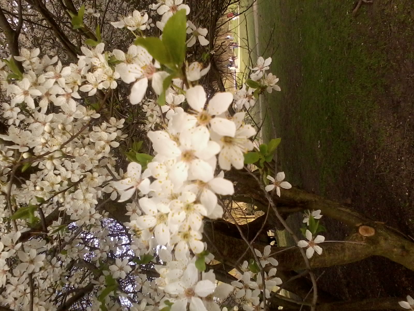 détail des fleurs du prunier, fleurs blanches d'environ 3cm, 5 pétales, étamines jaunes bien visibles et nombreuses, feuilles vert clair dentées