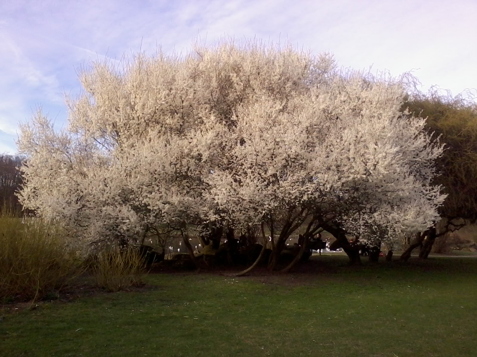 vue d'ensemble de l'arbre près du lac, arbre très dense à fleur blanche, floraison près du sol