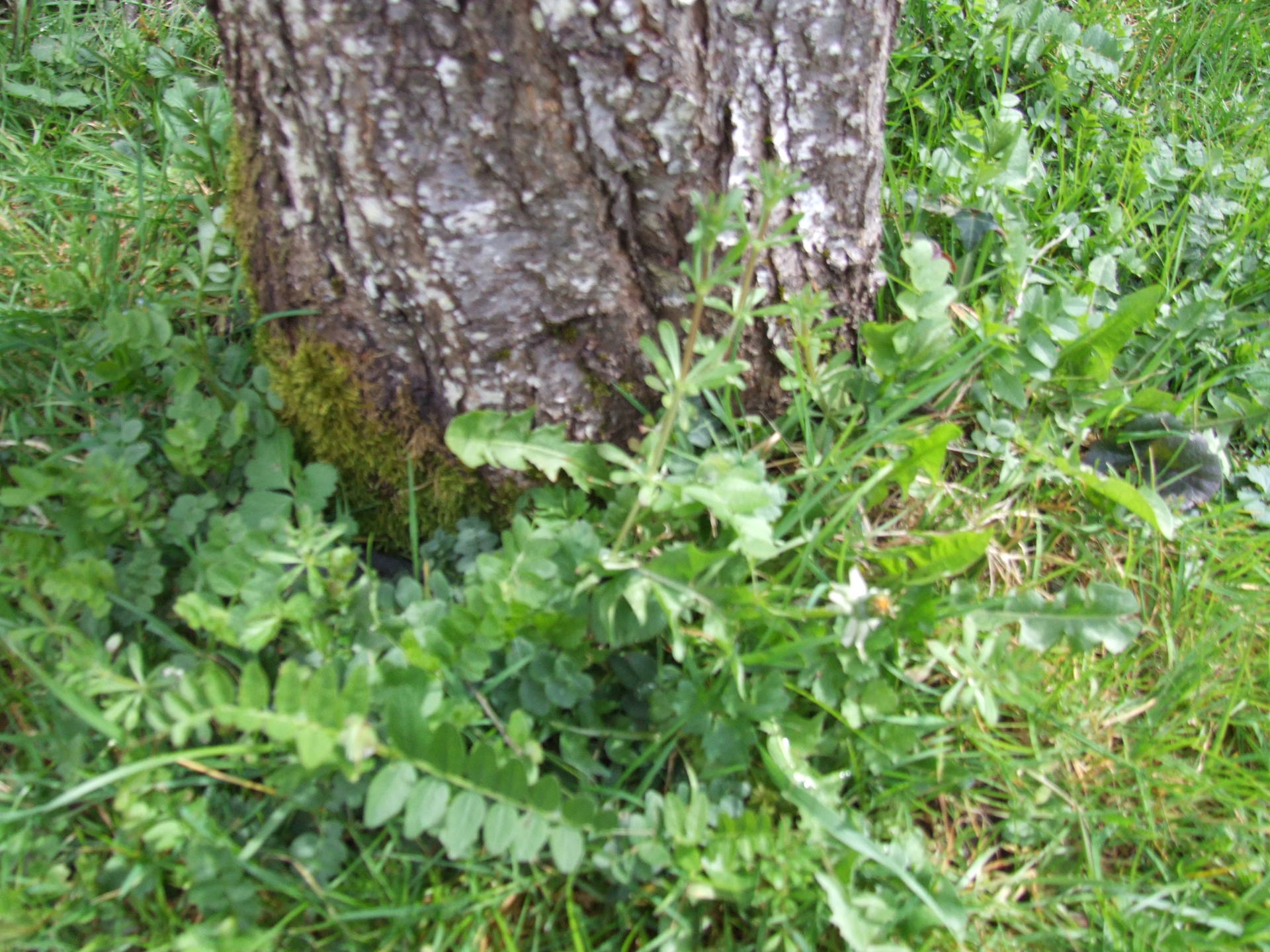 ensemble de plantes dont le gratteron au pied d'un prunier