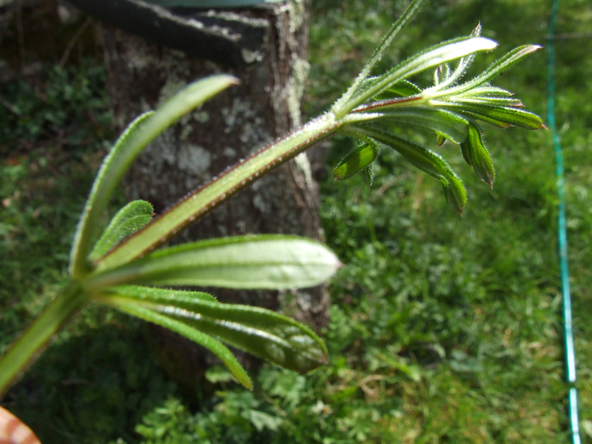 feuilles vues du dessous
