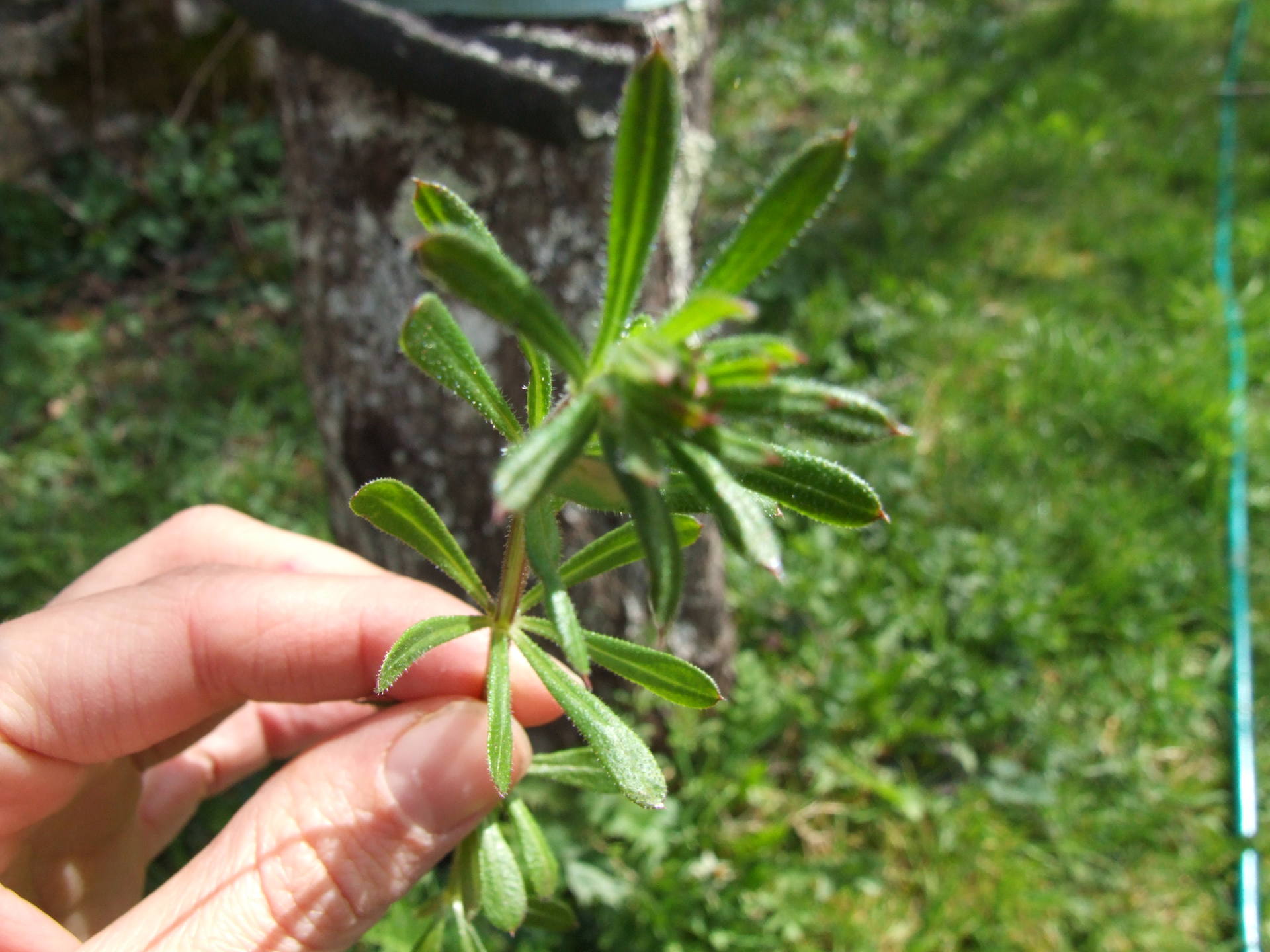 feuilles vues du dessus
