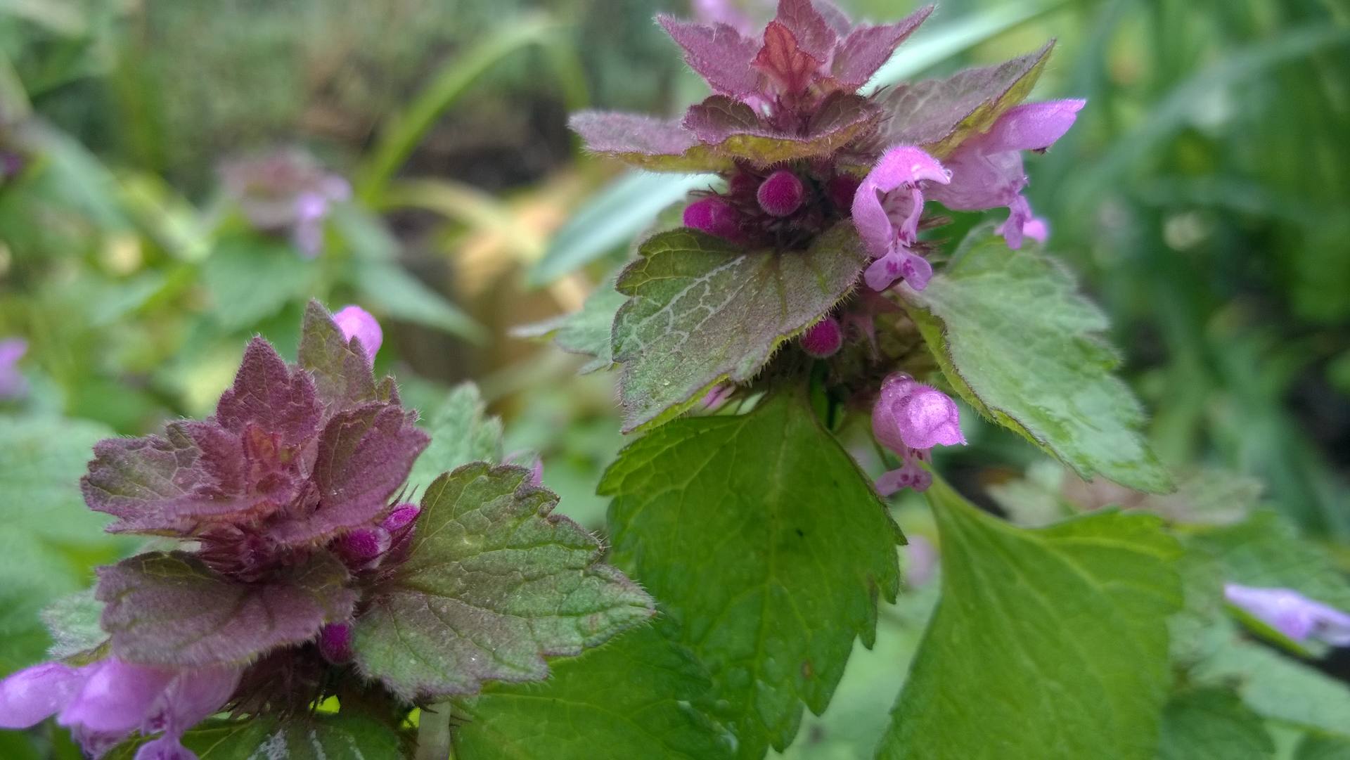 Lamier pourpre (fleur)