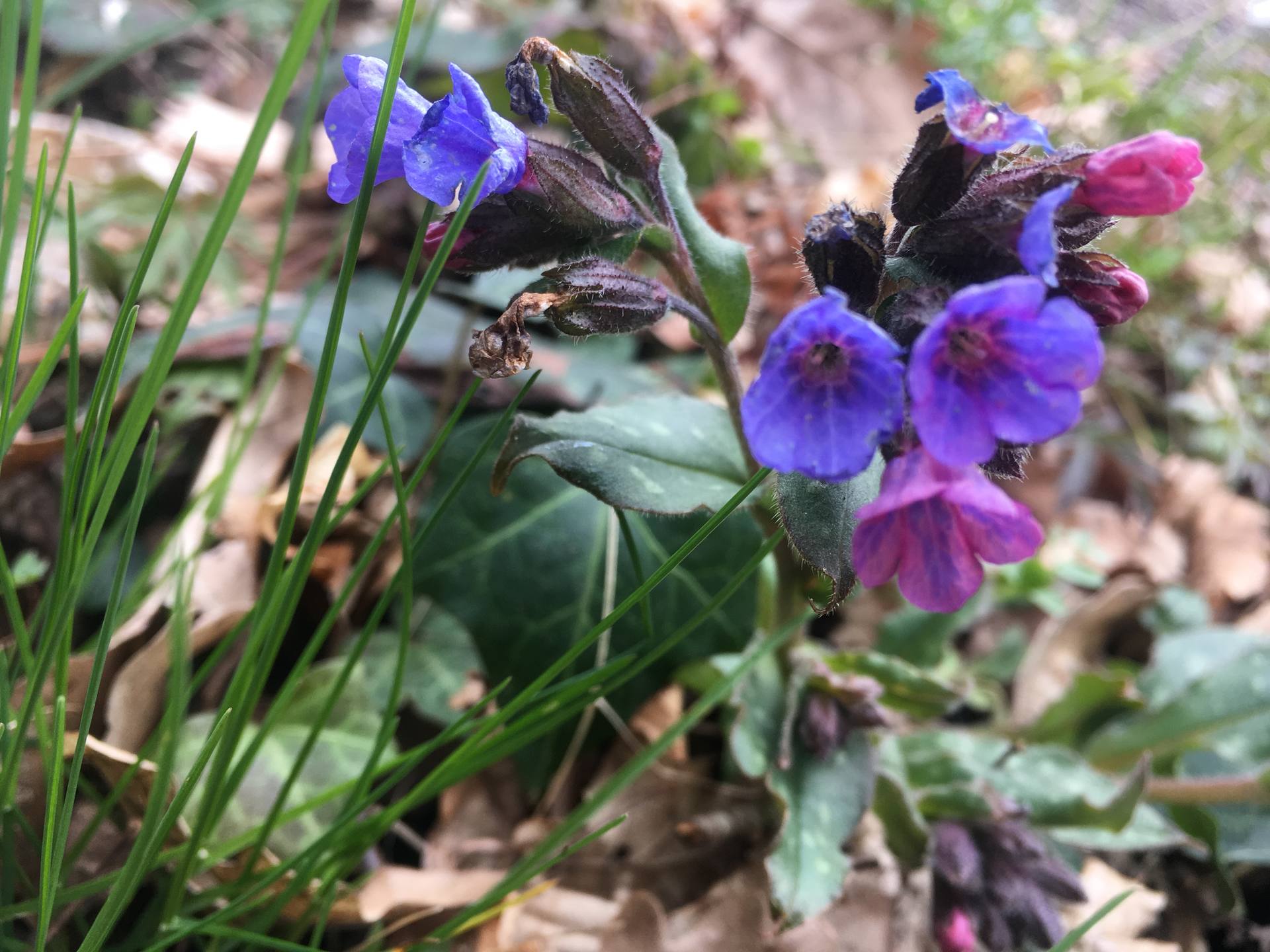 Pulmonaria officinalis (fleurs)
