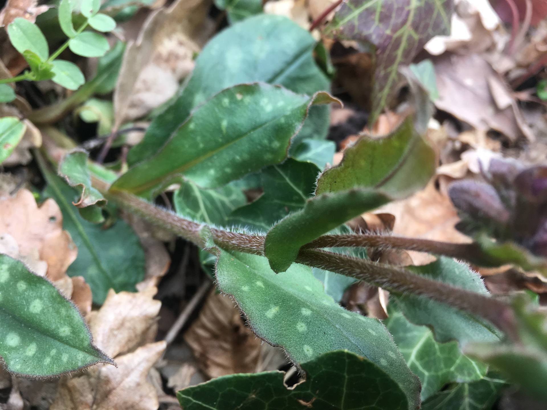 Pulmonaria officinalis (feuilles)