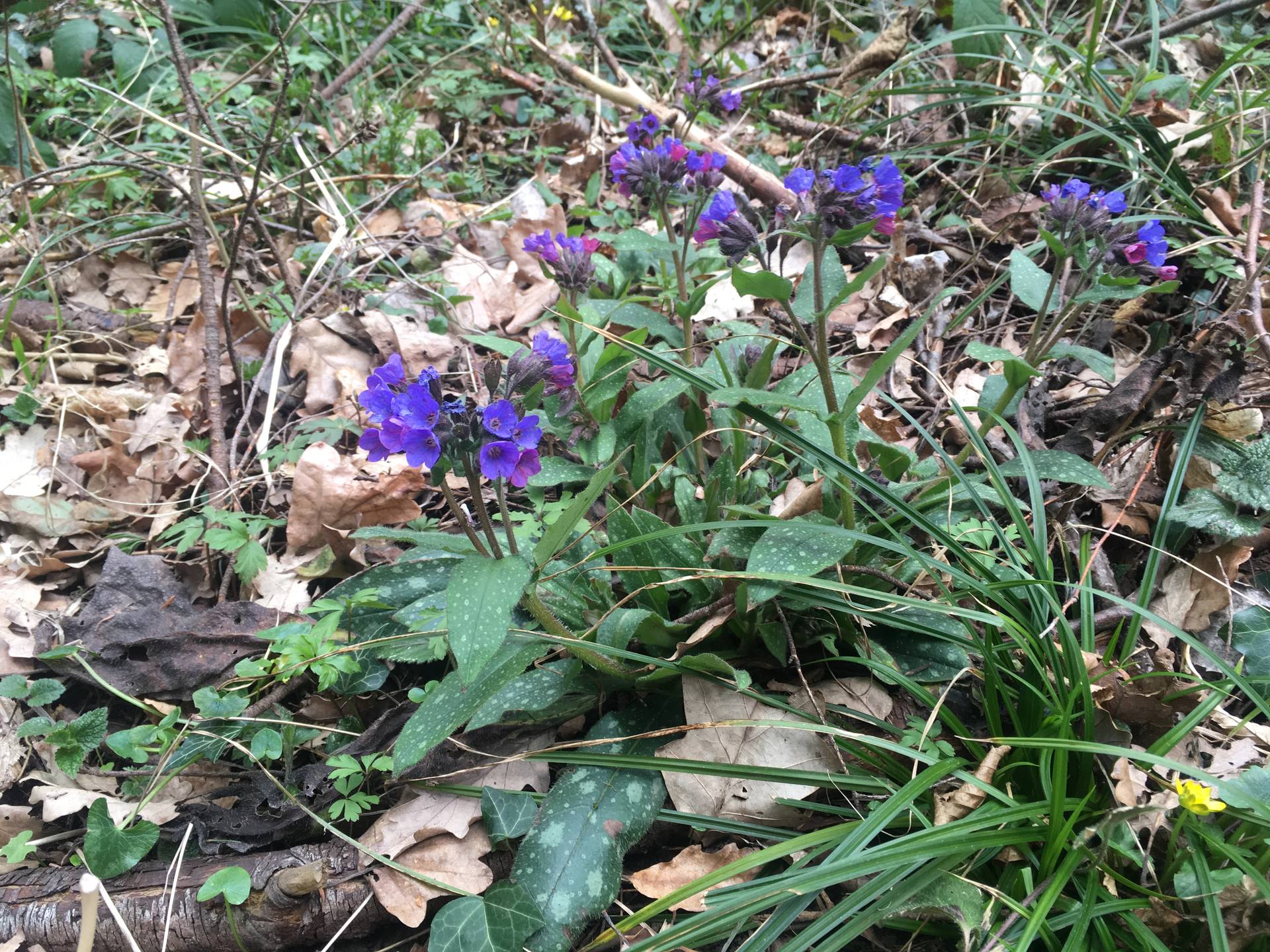 Pulmonaria officinalis (plante entière)