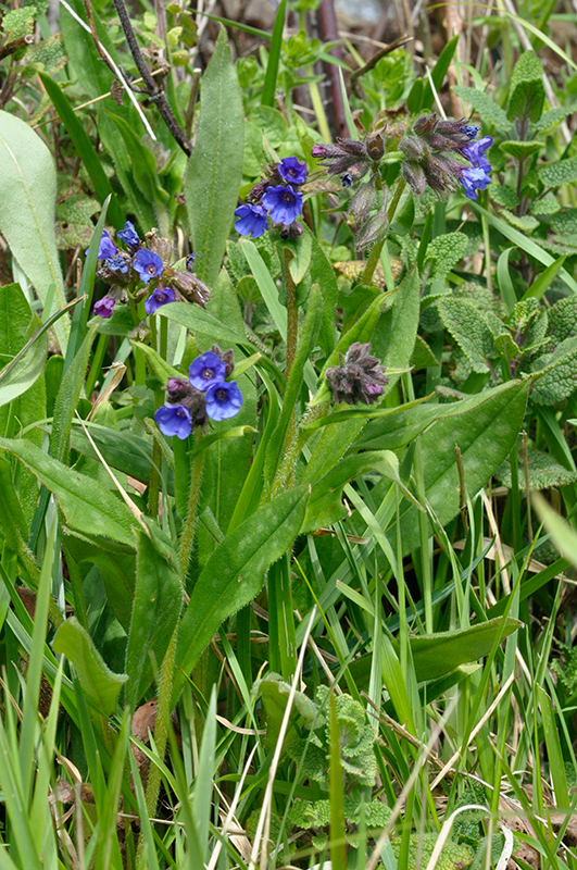 Pulmonaria Officinalis