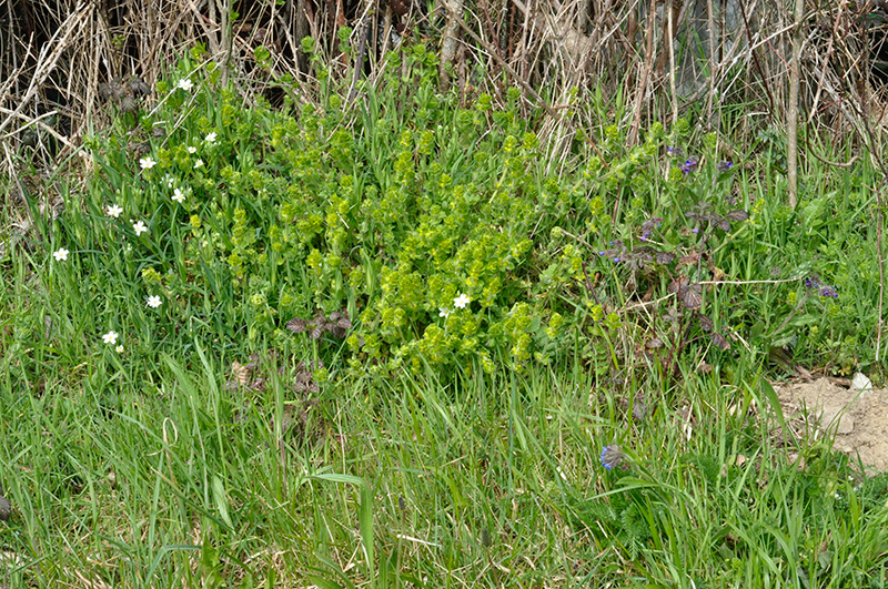 Pulmonaria Officinalis