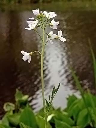 Cardamine des près : de couleur lilas elle vit  pieds dans l'eau