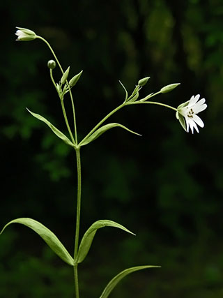 Délicate fleur blanche dont la forme est étoilée