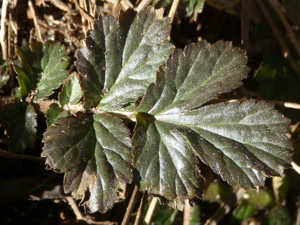 Détail d'une feuille d'une plante de sous-bois