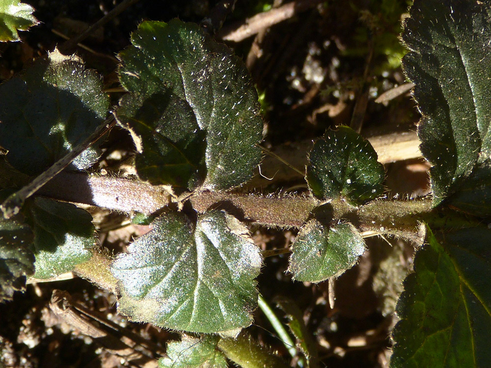 Détail de la tige d'une plante de sous-bois