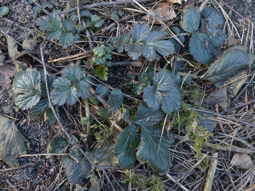 Vue générale d'une plante de sous-bois