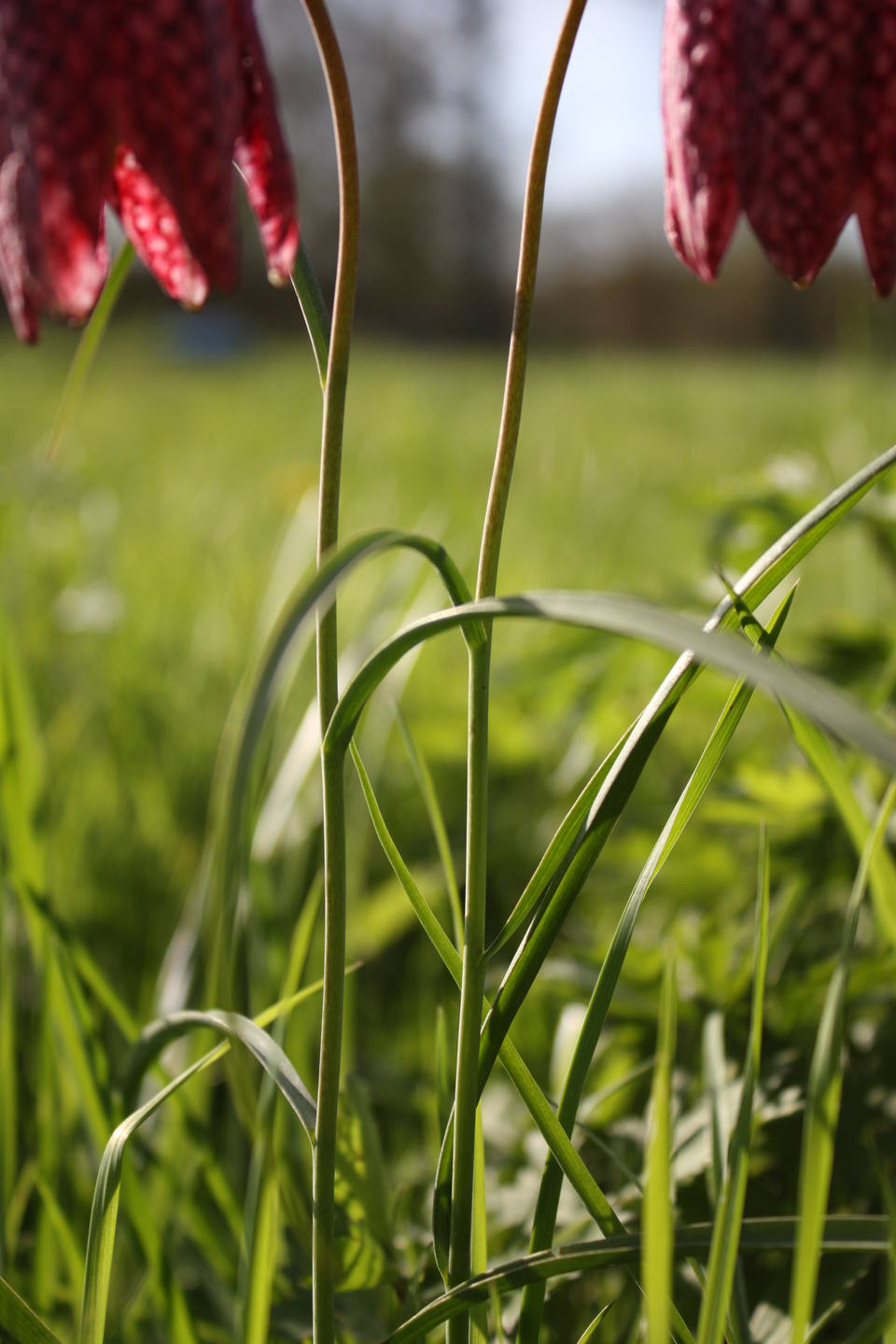 Fleur ressemblant à une tulipe à damier rose et violet