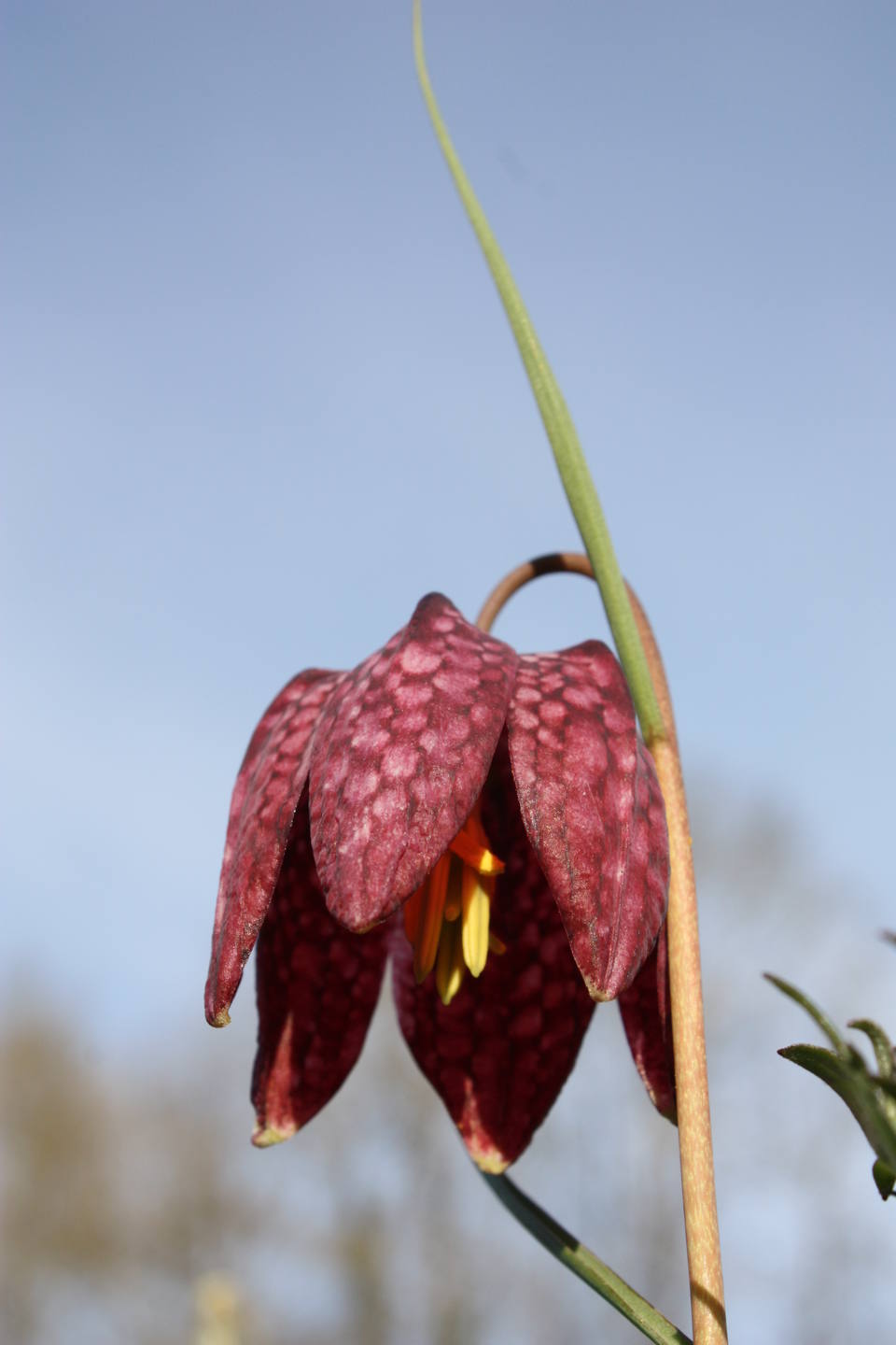Fleur ressemblant à une tulipe à damier rose et violet