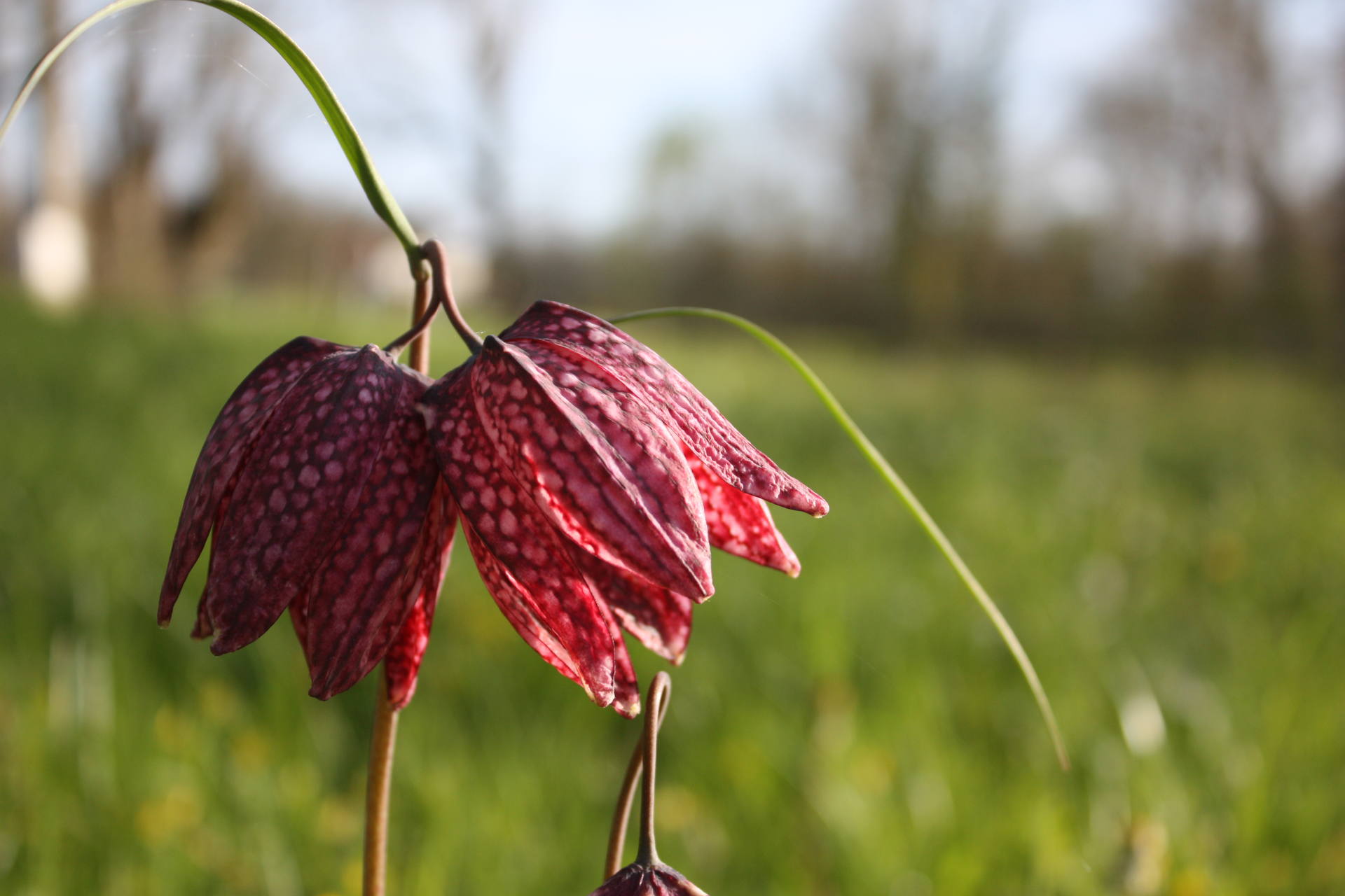 Fleur ressemblant à une tulipe à damier rose et violet