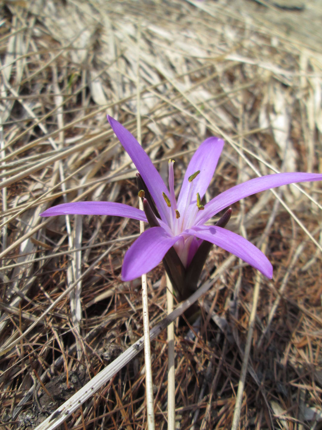 Colchicum bulbocodium, vue générale