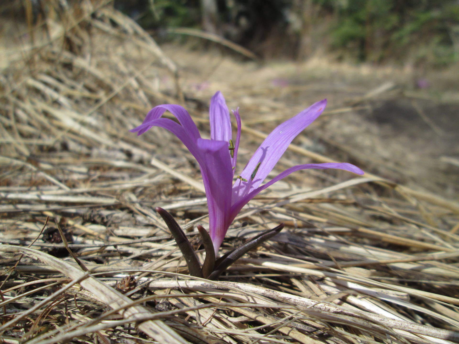 Colchicum bulbocodium, vue générale de coté