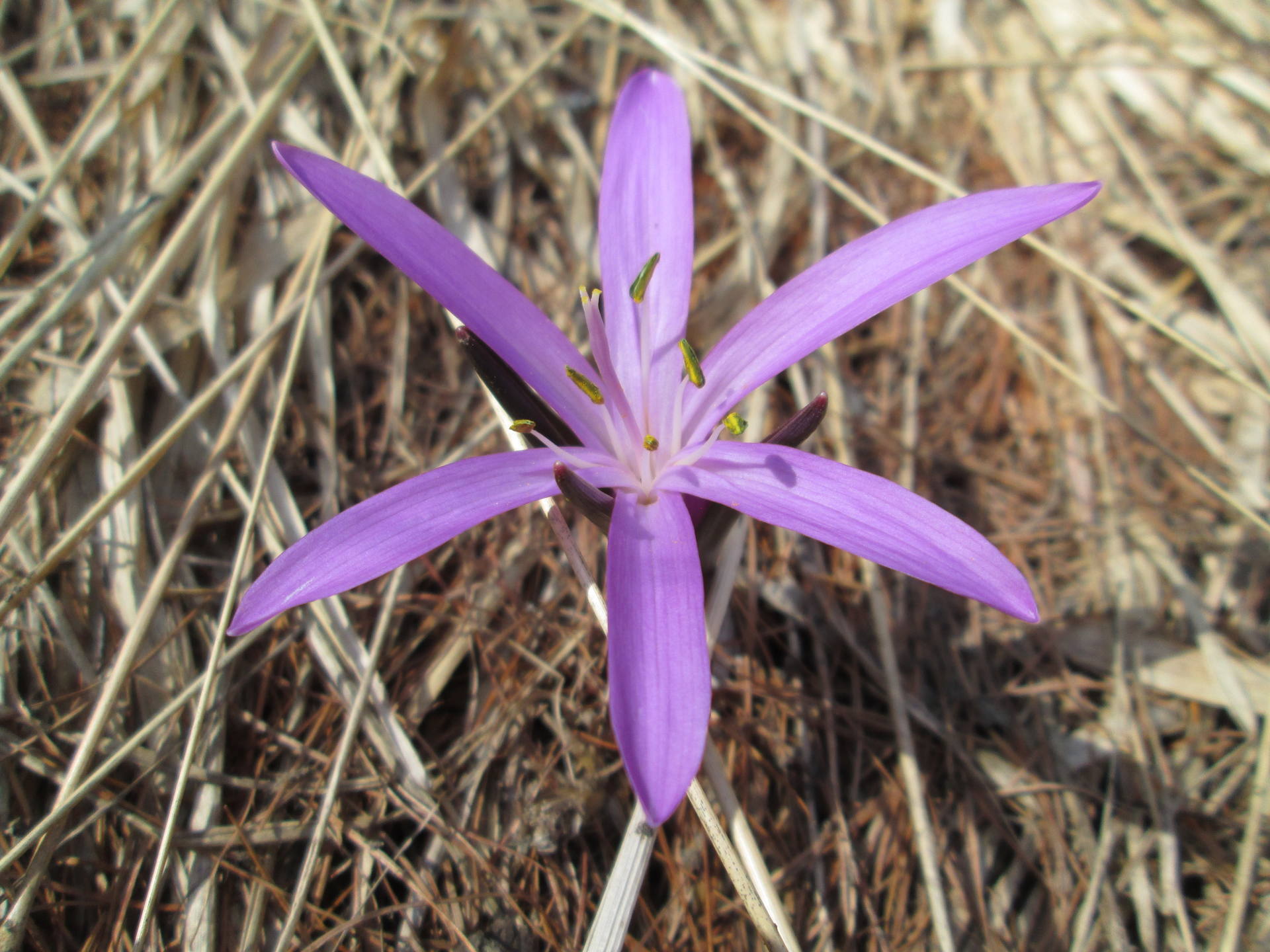 Colchicum bulbocodium, fleur