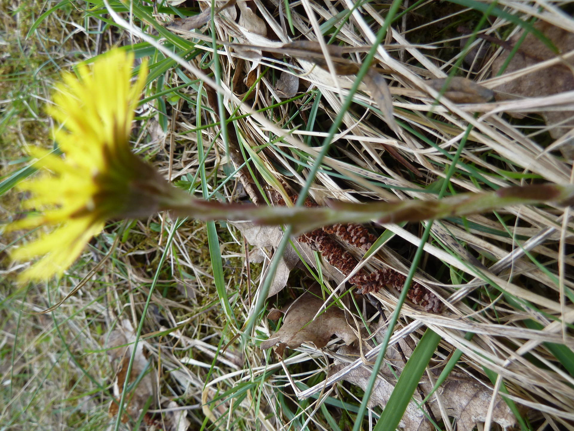 la fleur apparaît avant les feuilles ( filius ante patrem = le fils avant le père )