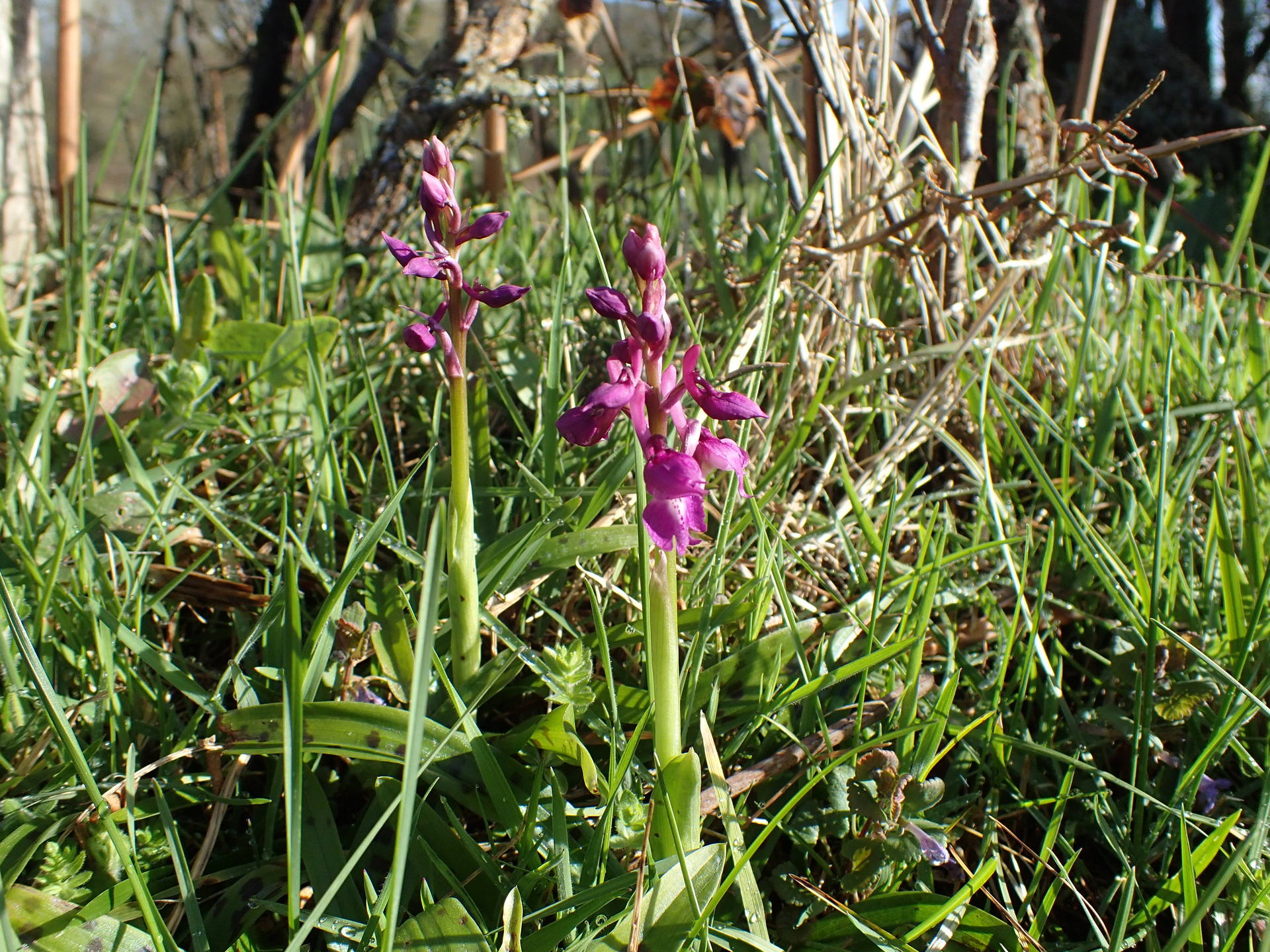 Orchis mâle en début de floraison  - vue d'ensemble