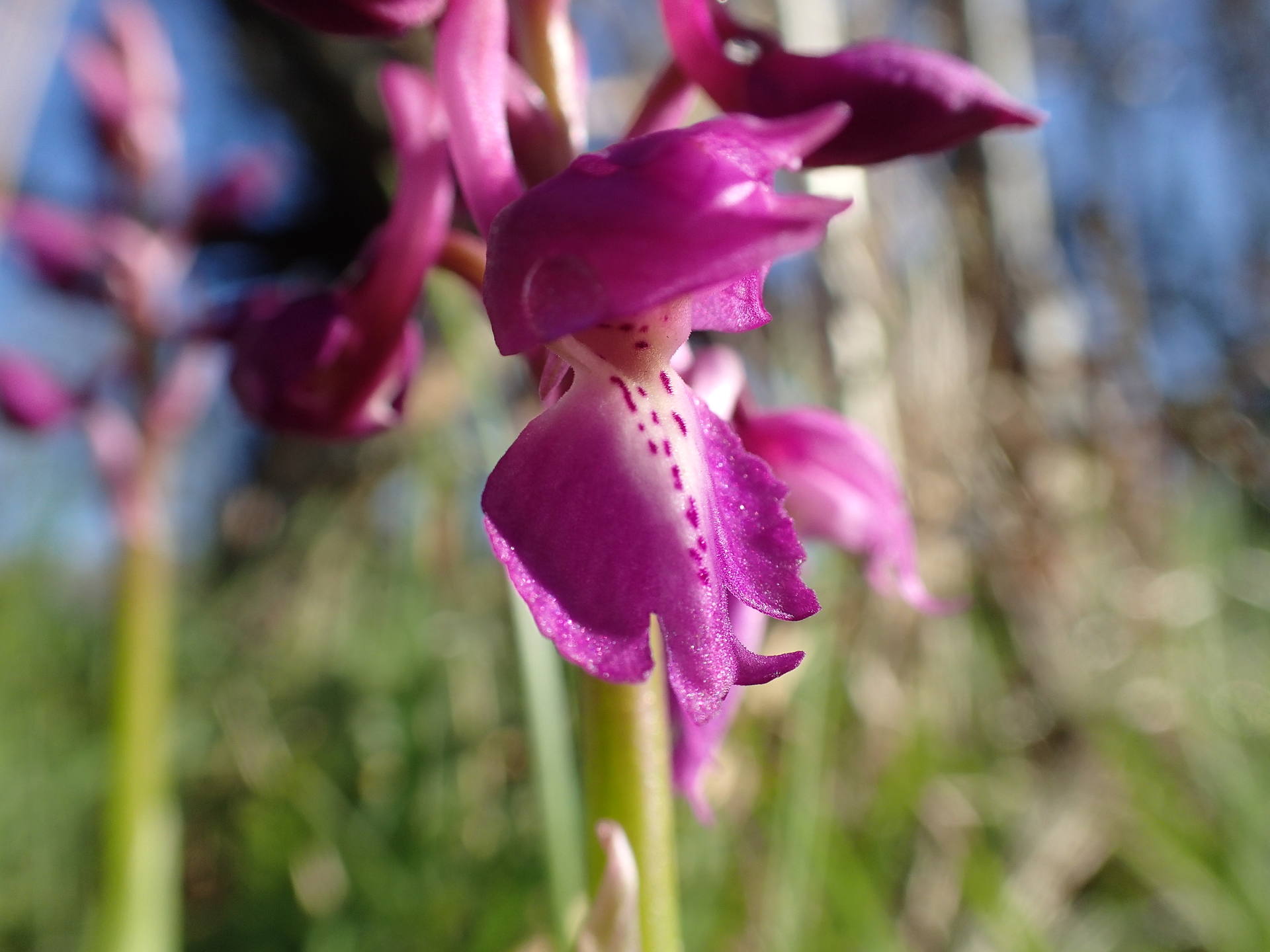 Orchis mâle en début de floraison  - inflorescence