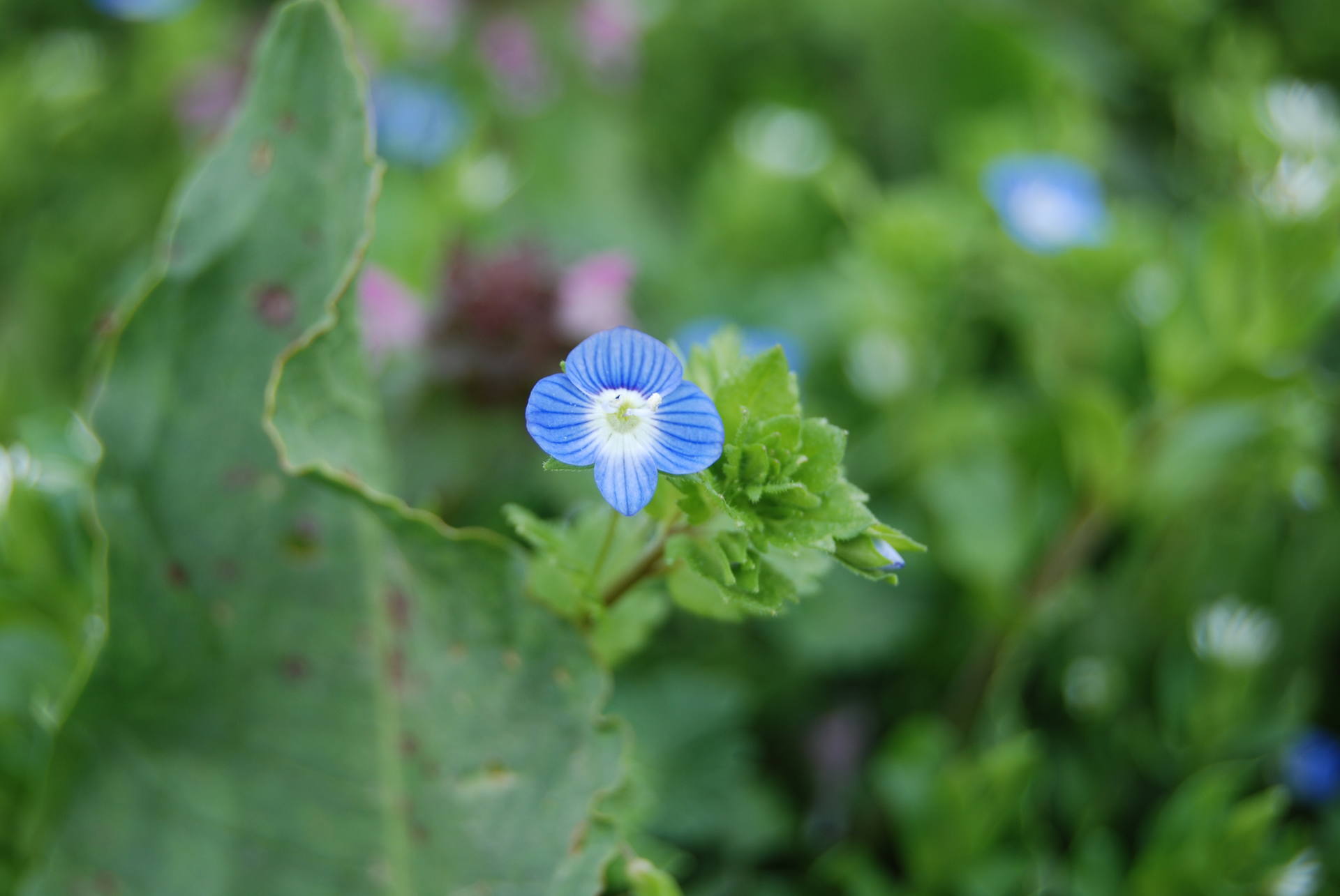 Veronica persica en gros plant