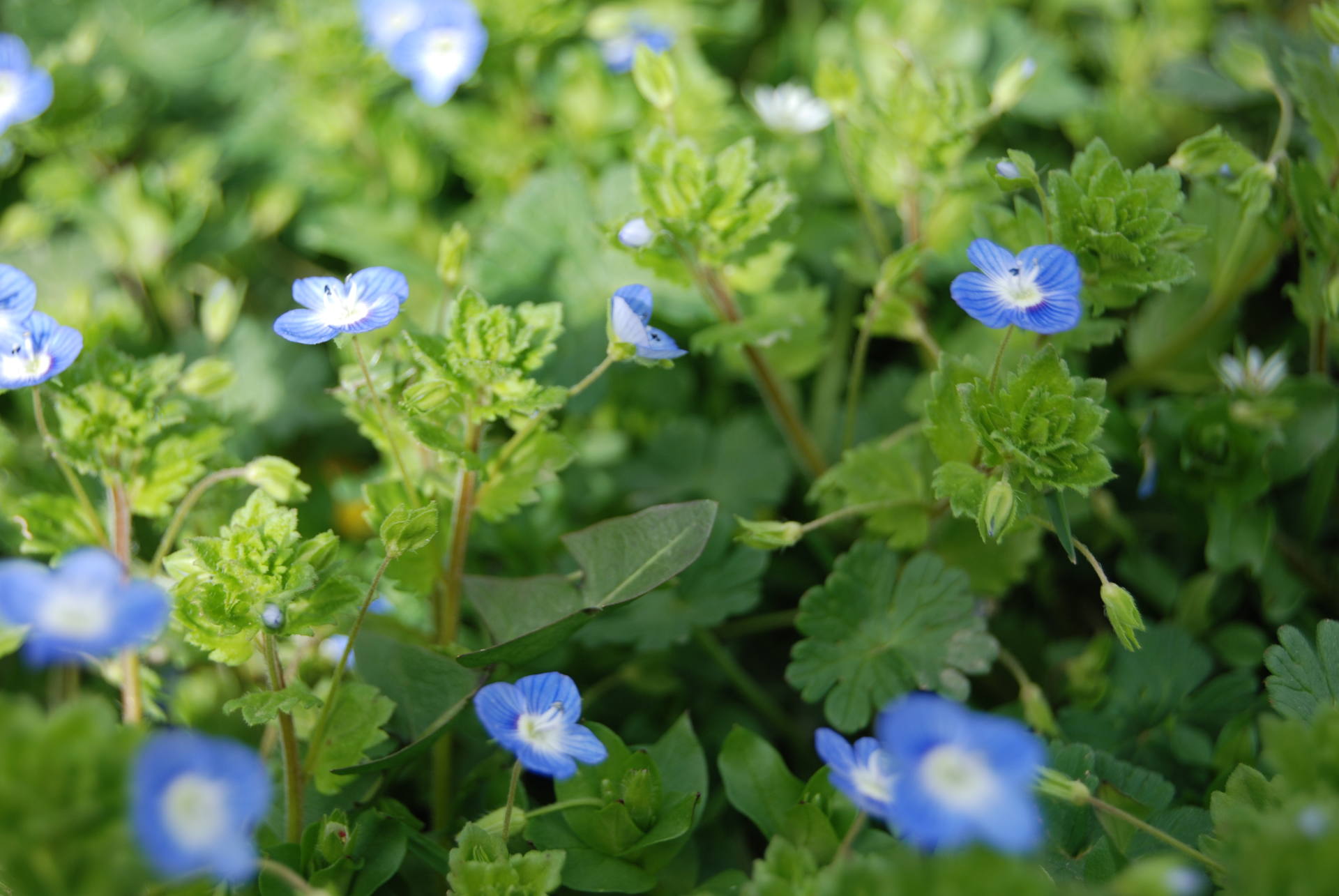 Veronica persica, tapis
