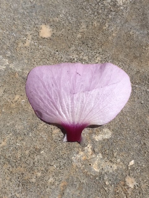 petal de lavatera
