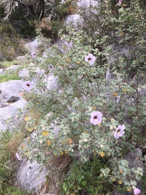 plante de Lavatera maritima