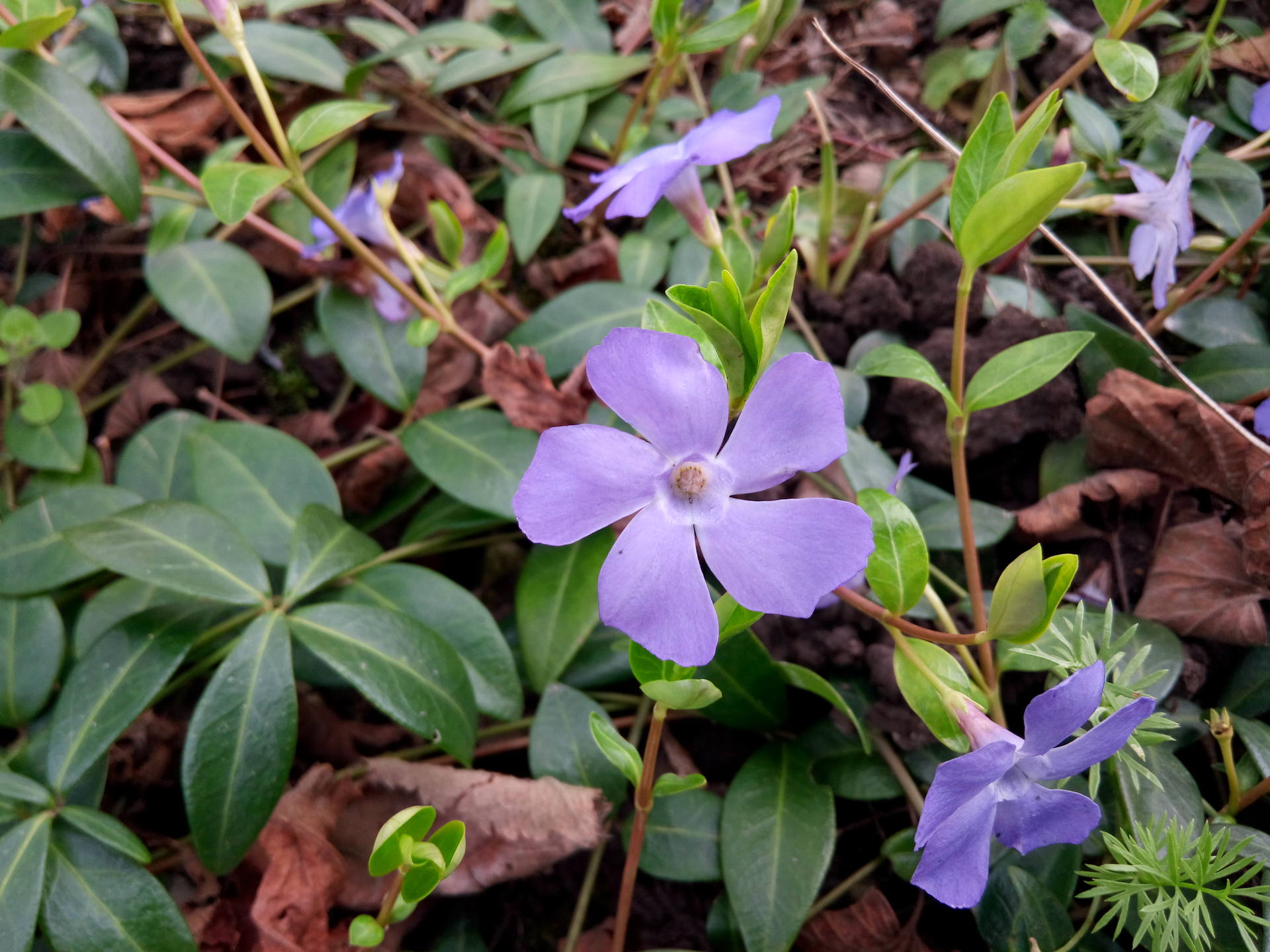 Fleur de pervenche, de couleur violette, à 5 pétales