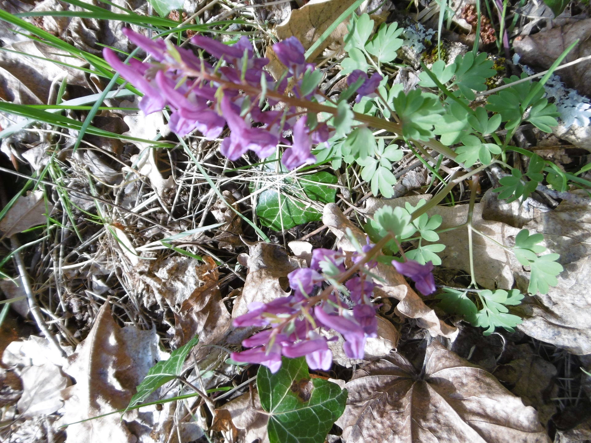 plante de 10 à 30 cm poussant dans les bois feuillus, fleurs pourprées, en grappes, feuilles pennatiséquées