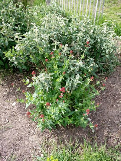 Plante fleurie vue dessus