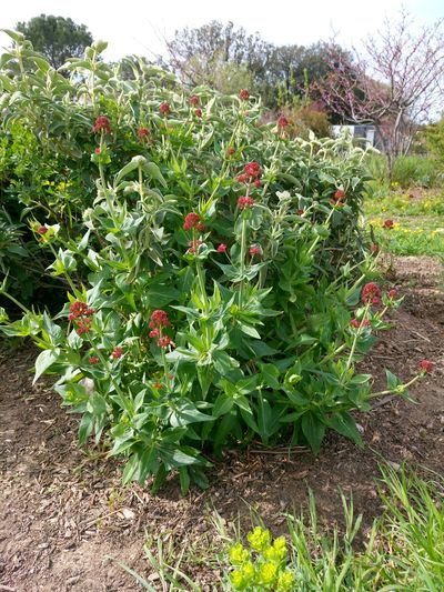 Plante fleurie vue latérale