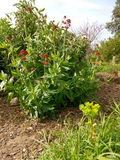 Plante fleurie vue côté