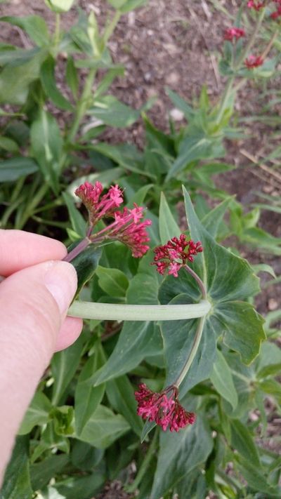 Plante fleurie vue fleur et feuille