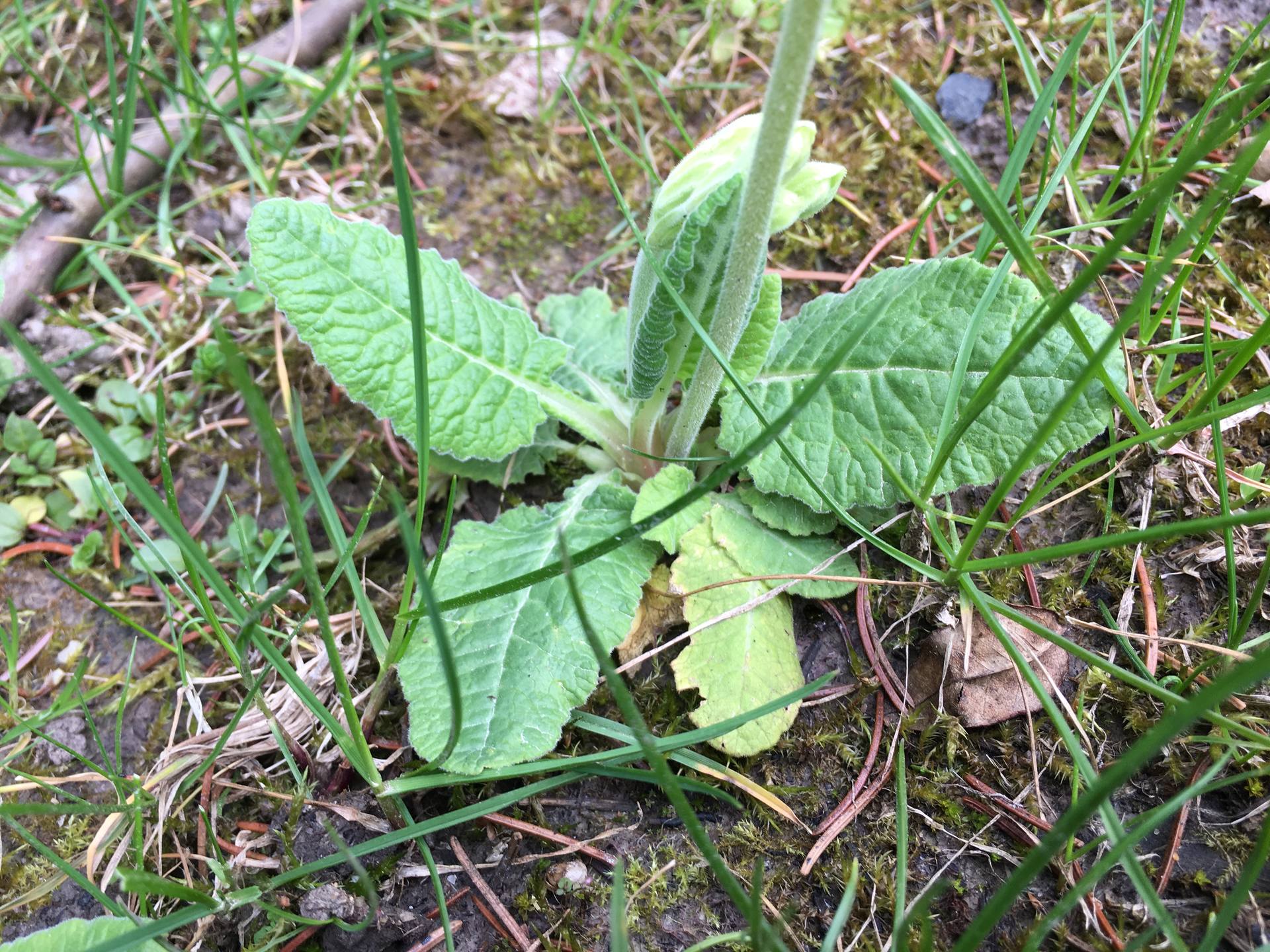 les feuilles de la base