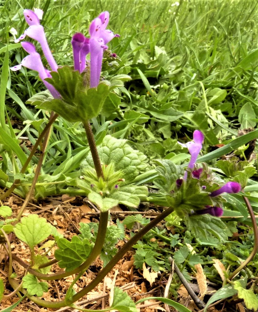 Photo d'ensemble du Lamier amplexicaule