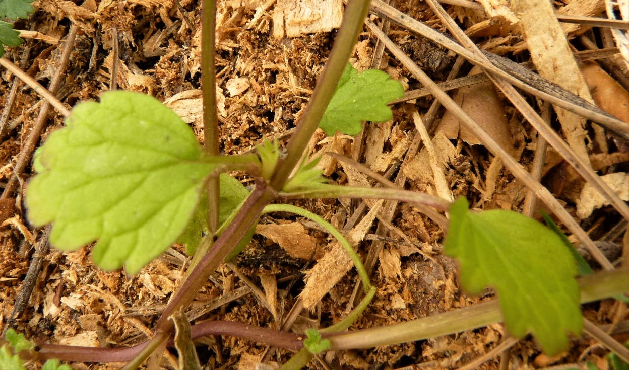 Photo des feuilles du Lamier amplexicaule