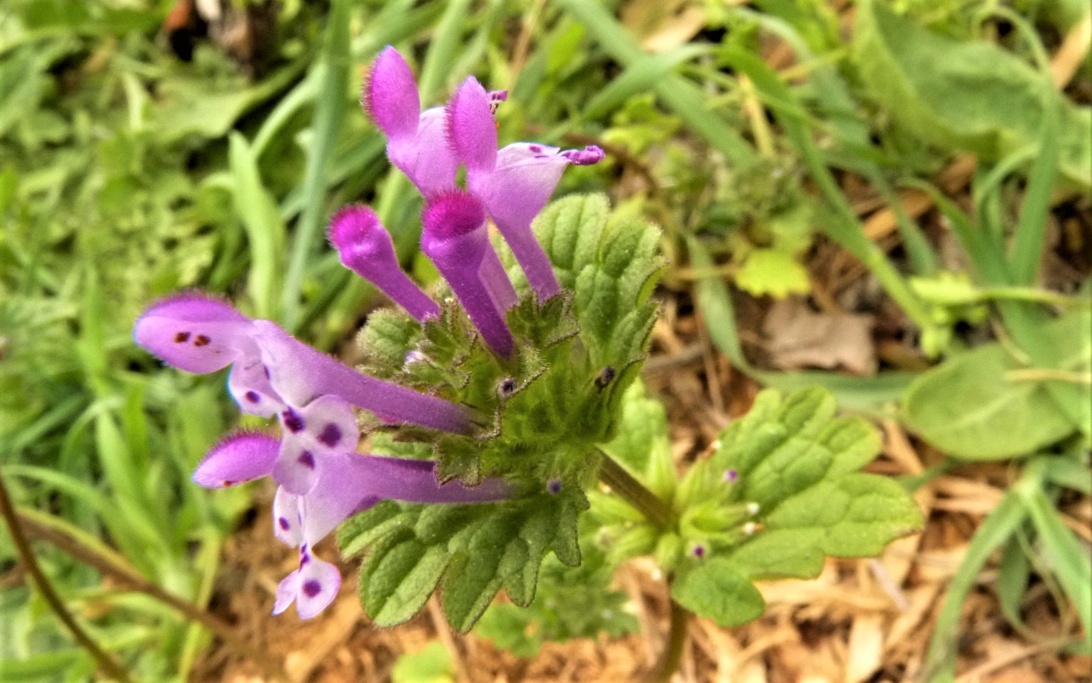 Photo ds fleurs du Lamier amplexicaule