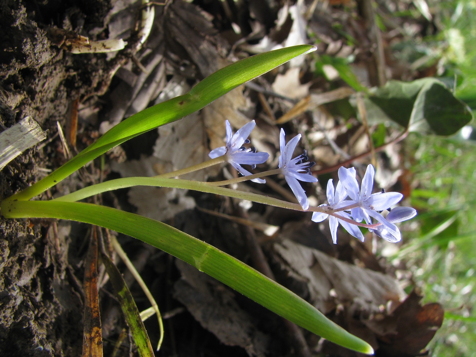 scilla bifolia  (description dans le texte)