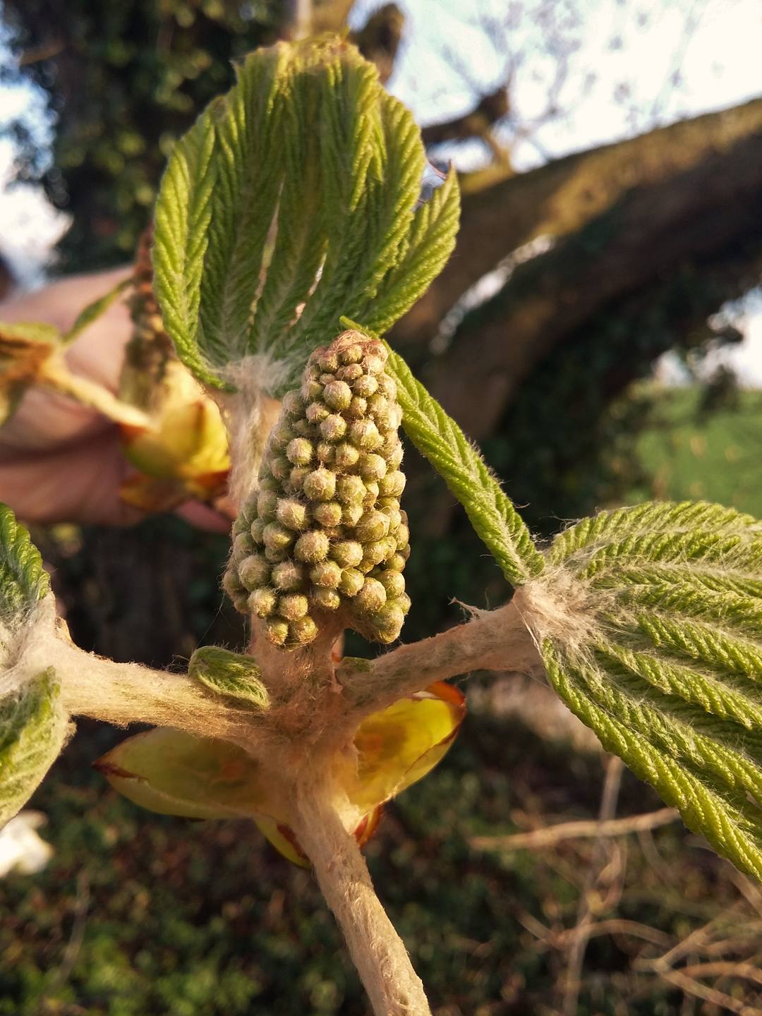 Marronnier bourgeon ouvert 2