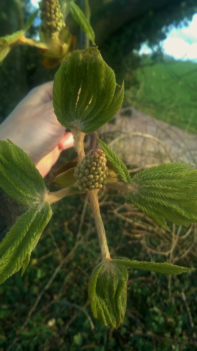 Marronnier bourgeon ouvert