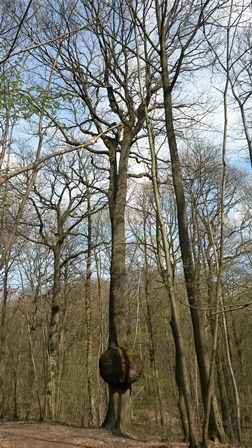 une protuberescen sur un arbre