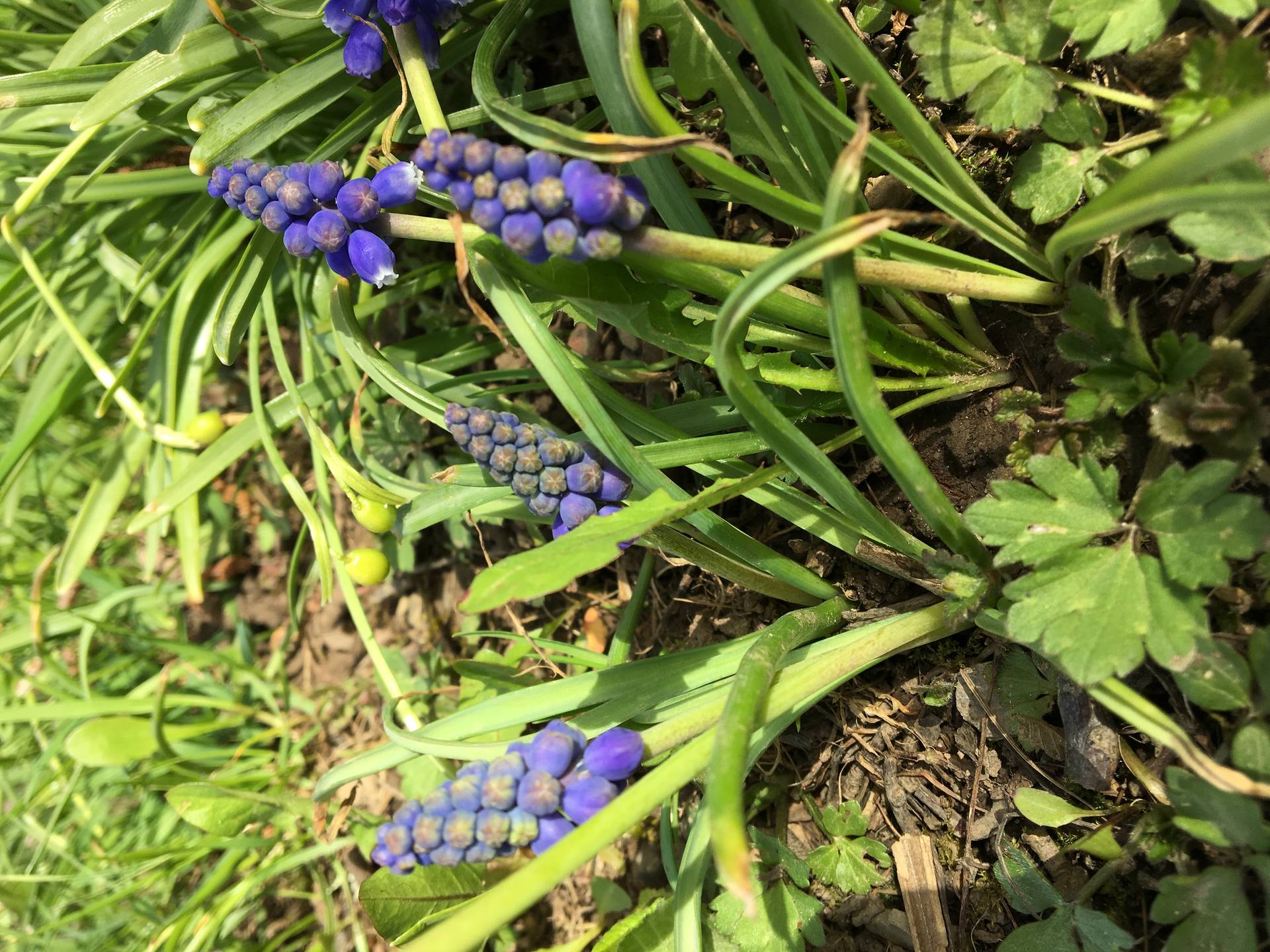 Muscari