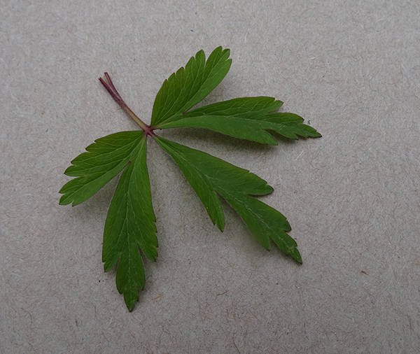 Anémone des bois ? feuille