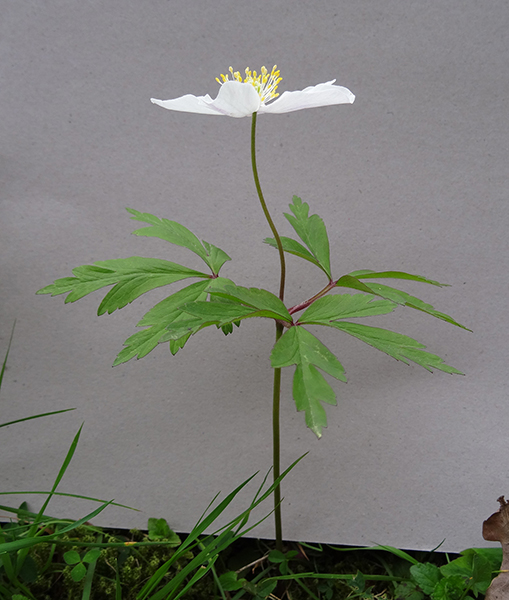 Anémone des bois ? profil