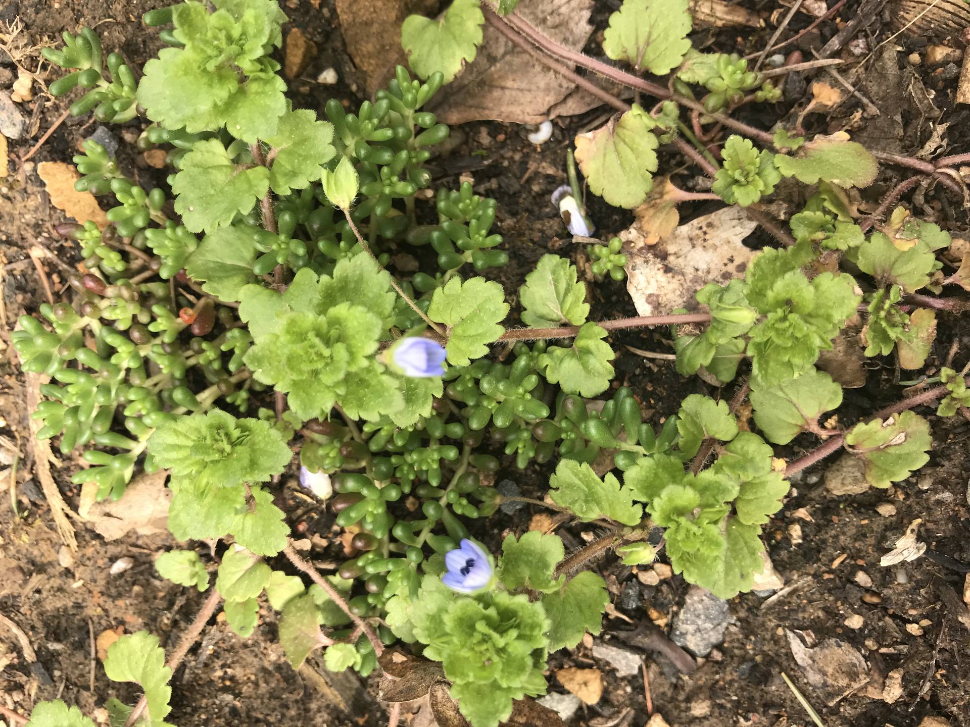Fleur bleues à 4 pétales