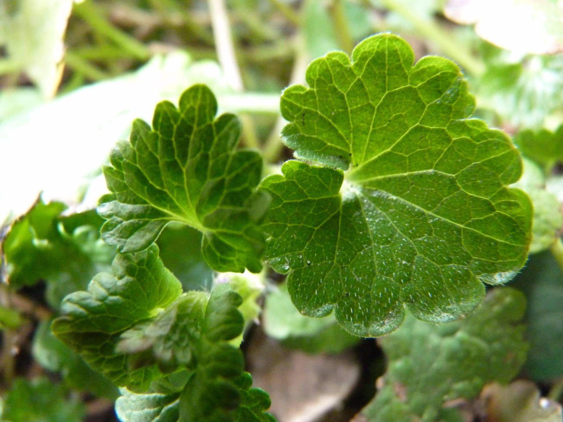 Lierre terrestre feuille